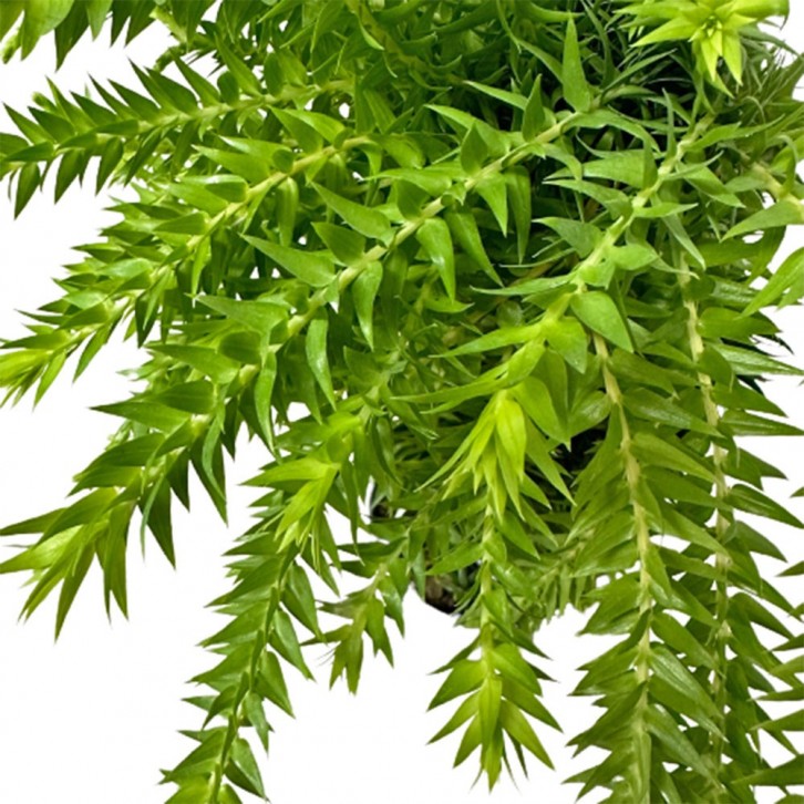 Huperzia Phlegmaria (Tassel Ferns)