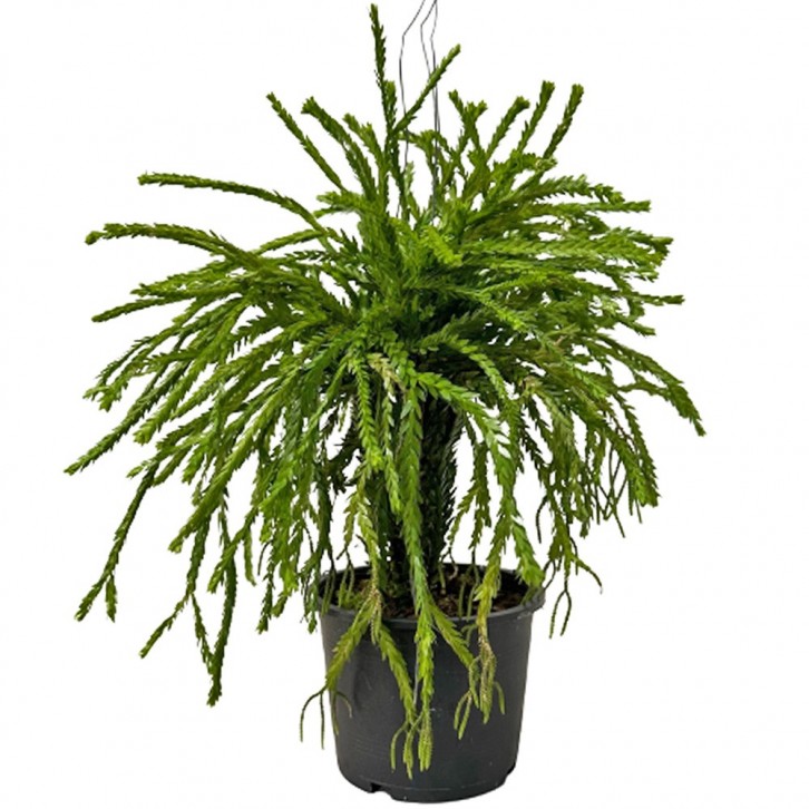 Huperzia Phlegmaria (Tassel Ferns)