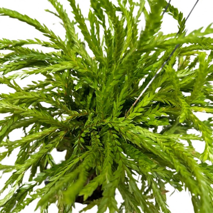 Huperzia Phlegmaria (Tassel Ferns)