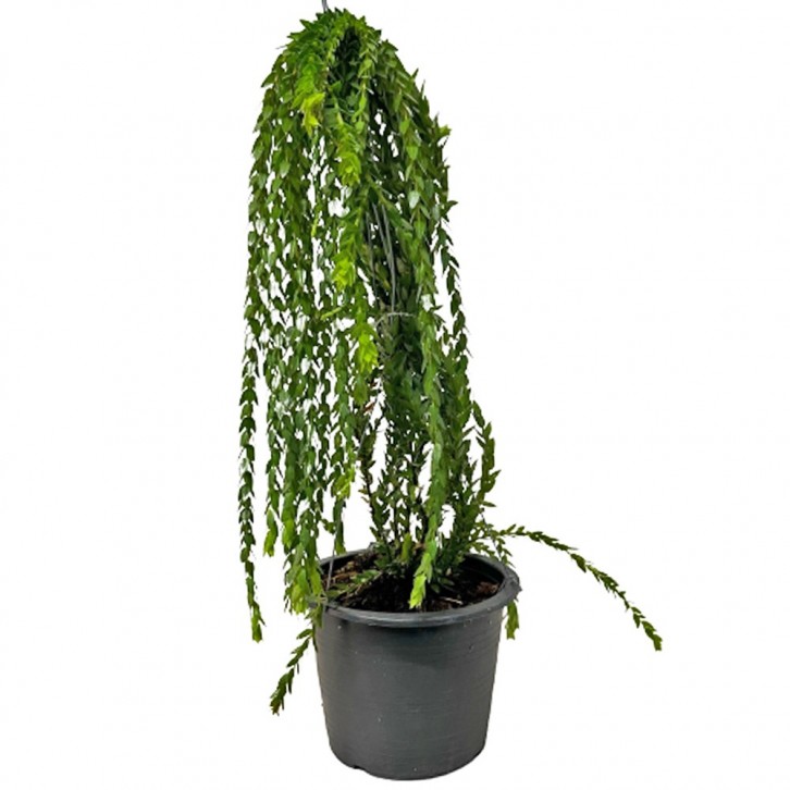 Huperzia Phlegmaria (Tassel Ferns)