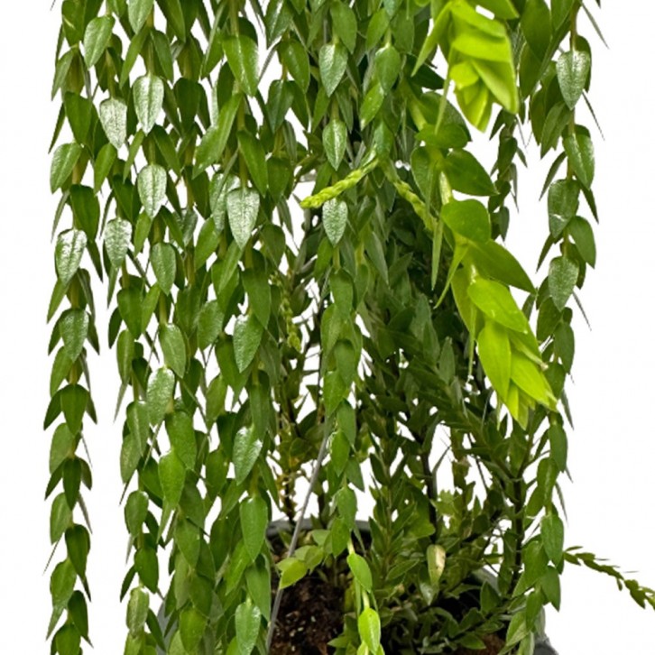 Huperzia Phlegmaria (Tassel Ferns)