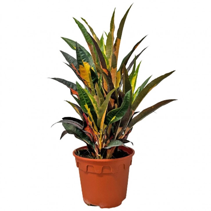 Croton Codiaeum Pudding