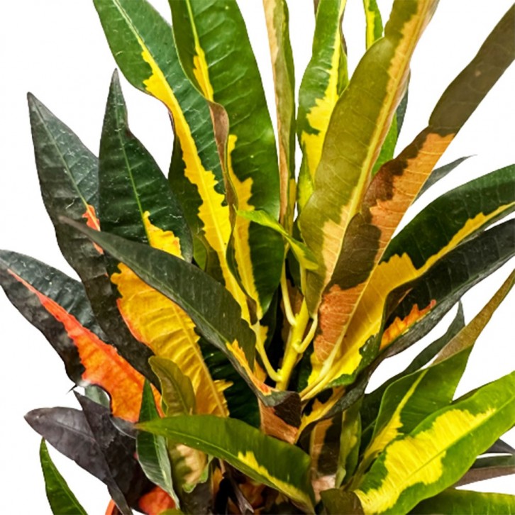 Croton Codiaeum Pudding