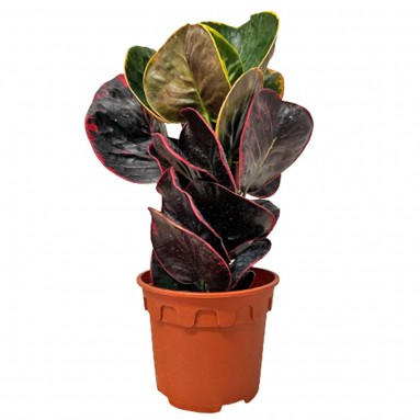 Croton 'Thai Busarin' (Codiaeum Variegatum)