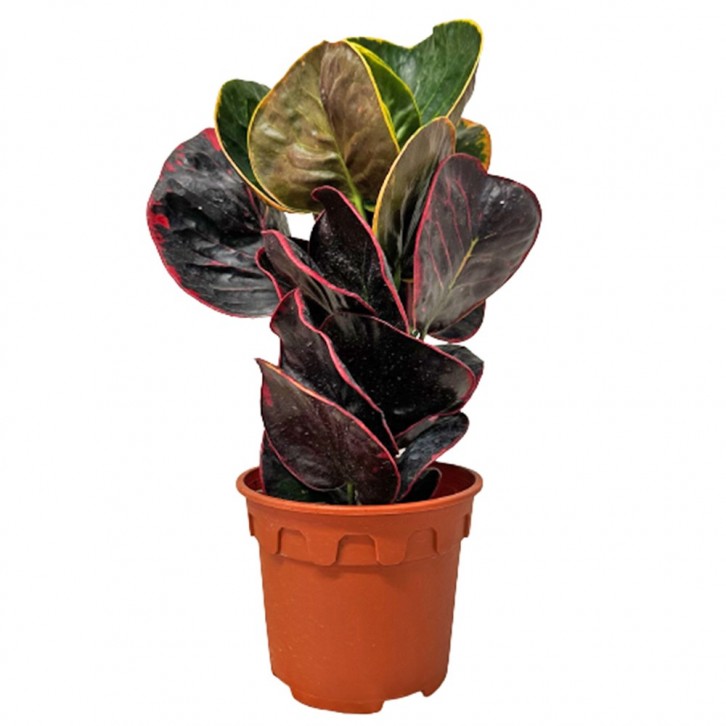 Croton 'Thai Busarin' (Codiaeum Variegatum)