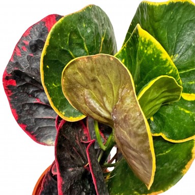 Croton 'Thai Busarin' (Codiaeum Variegatum)