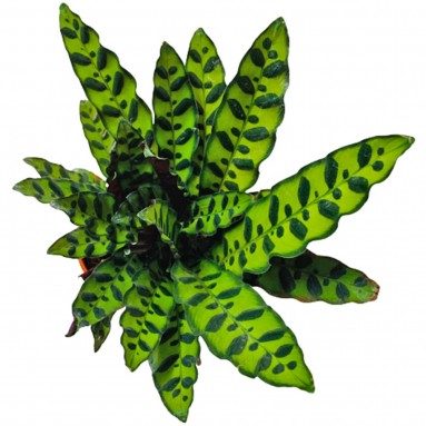 Calathea Lancifolia (Rattlesnake Plant)