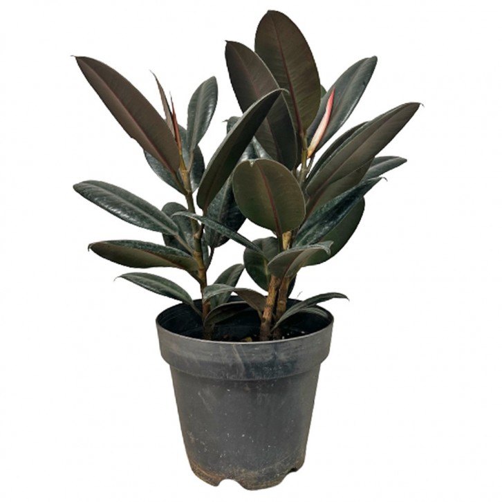 Ficus Elastica Robusta