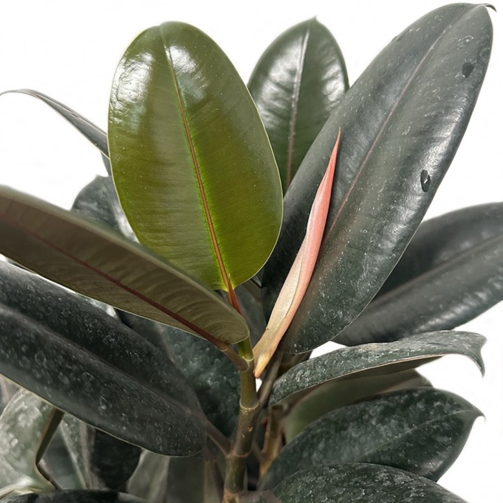 Ficus Elastica Robusta