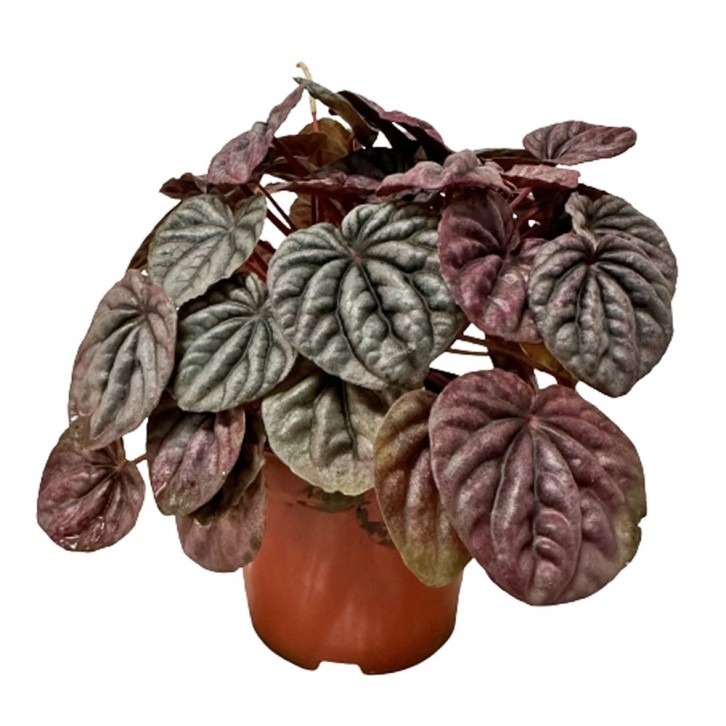 Peperomia Caperata Emerald