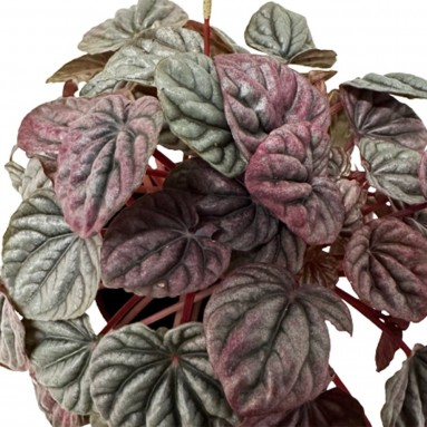 Peperomia Caperata Emerald