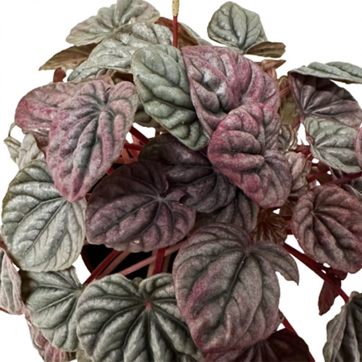 Peperomia Caperata Emerald