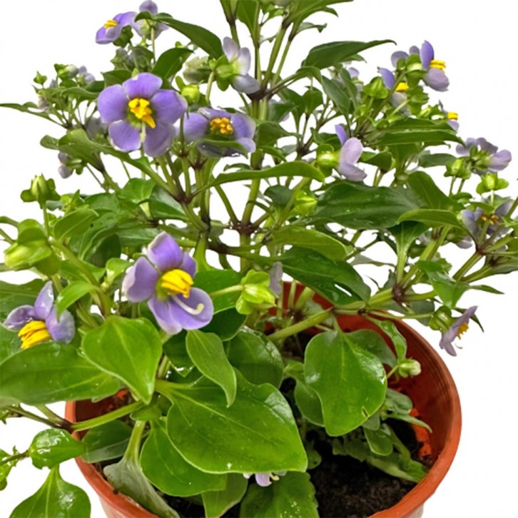 Persian Violet (Exacum Affine)