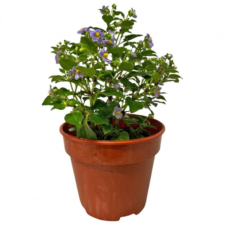 Persian Violet (Exacum Affine)