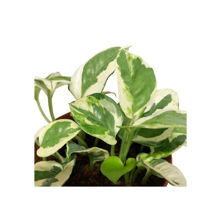 Epipremnum Njoy (Money Plant)
