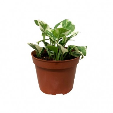 Epipremnum Njoy (Money Plant)