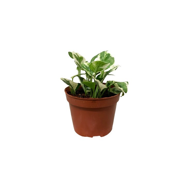 Epipremnum Njoy (Money Plant)