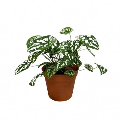 Caladium humboldtii (Angel Wing)