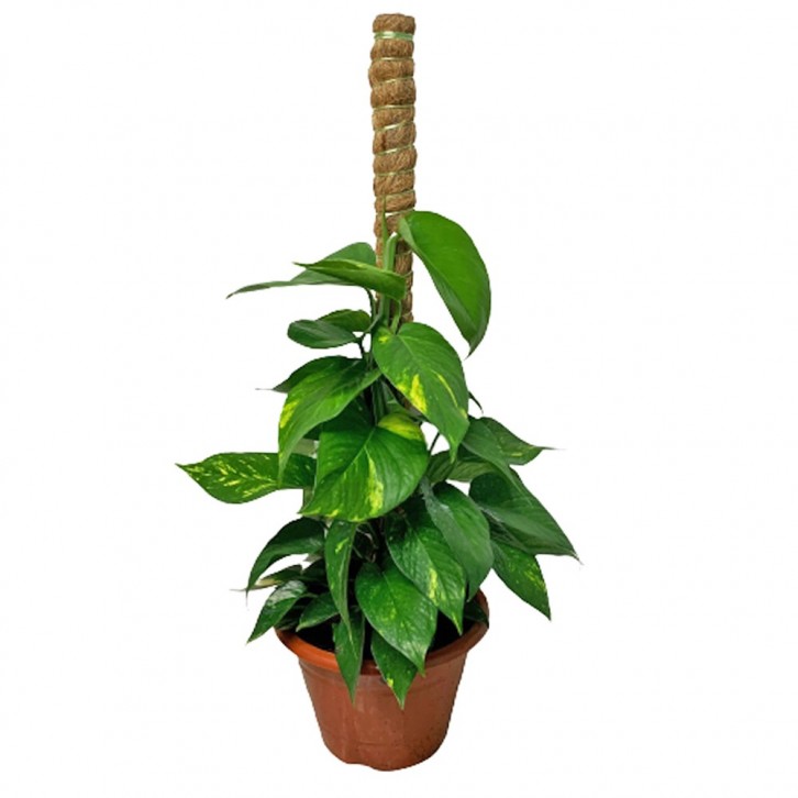 Epipremnum With Plant Support (Money Plant)
