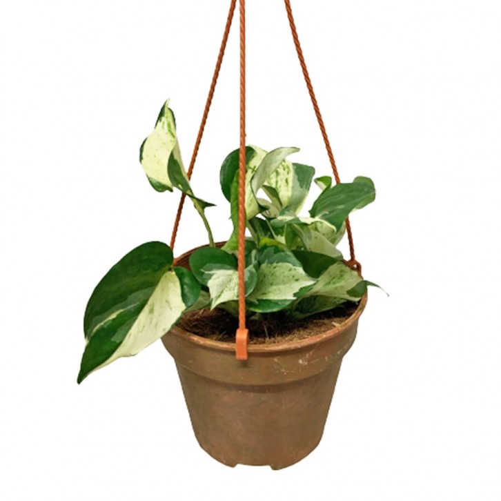 Epipremnum Hanging Pot (Manjula)