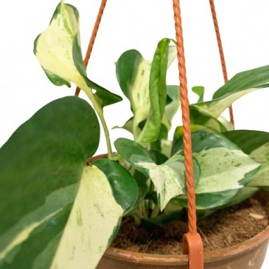 Epipremnum Hanging Pot (Manjula)