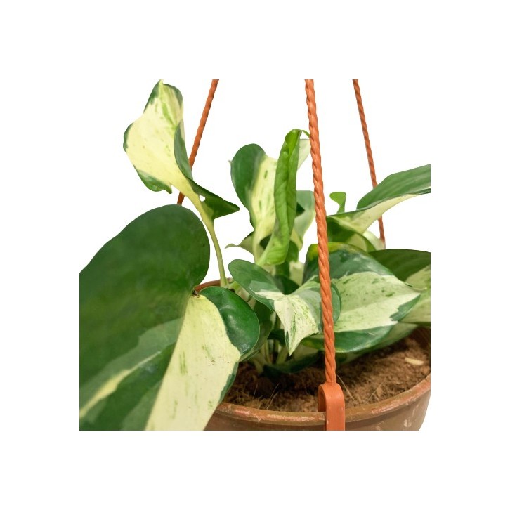 Epipremnum Hanging Pot (Manjula)