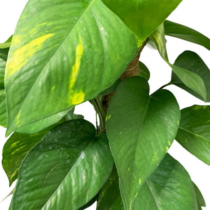 Epipremnum With Plant Support (Money Plant)