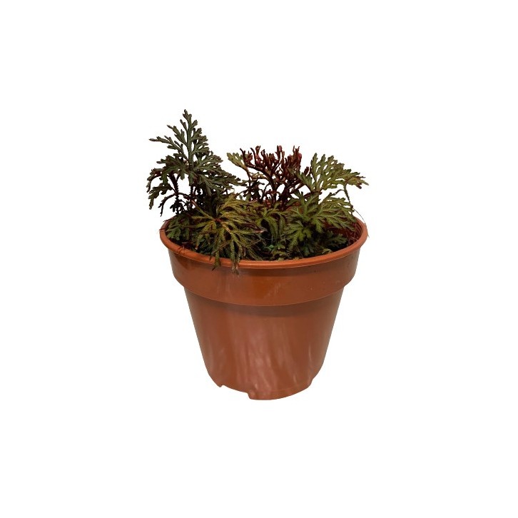 Selaginella Erythropus 'Sanguinea'