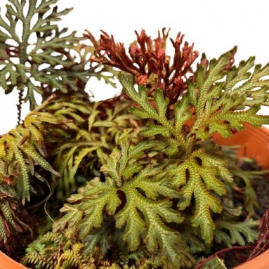 Selaginella Erythropus 'Sanguinea'