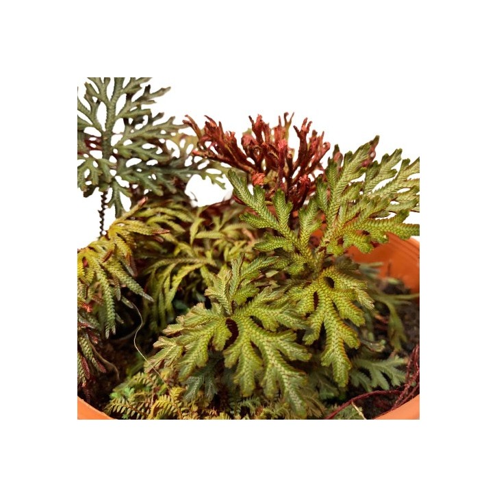 Selaginella Erythropus 'Sanguinea'