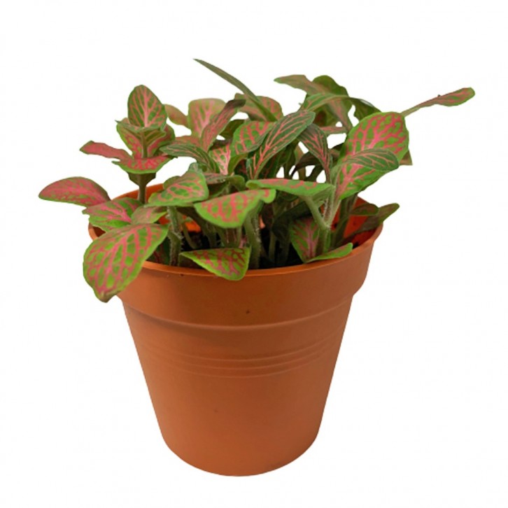 Fittonia Albivenis (Mosaic Plant)