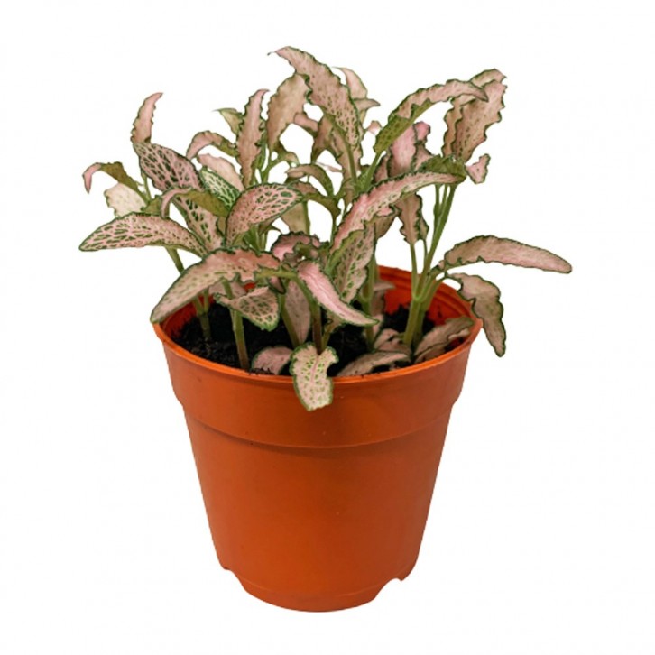 Fittonia Albivenis (Mosaic Plant)