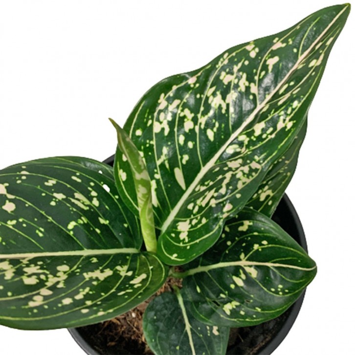 Aglaonema 'Siti'