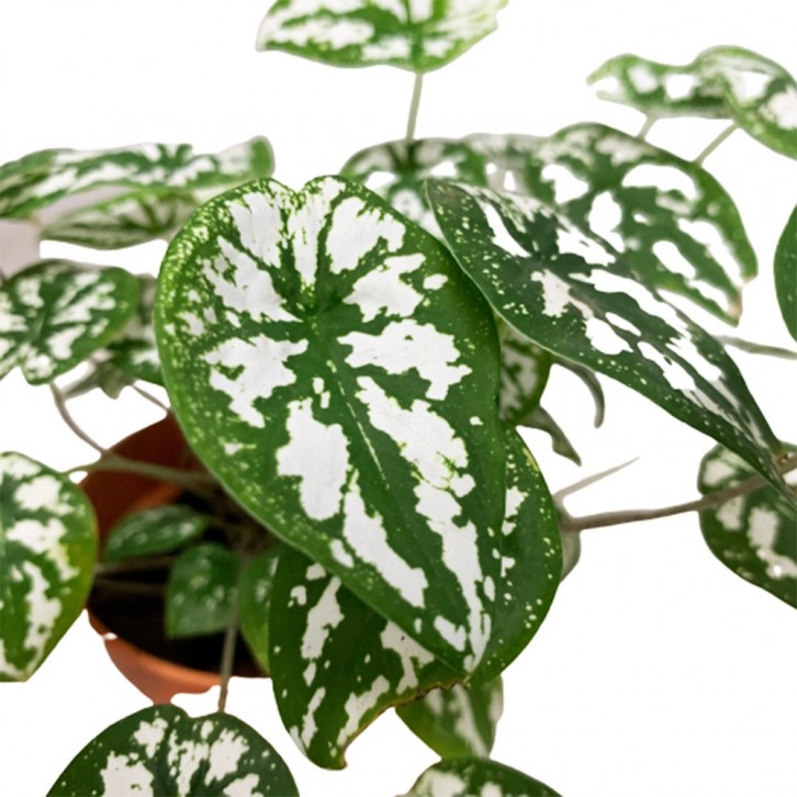 Caladium humboldtii (Angel Wing)