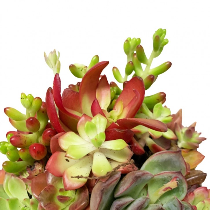 Crassula Capitella (Assorted)