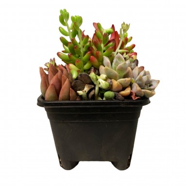 Crassula Capitella (Assorted)