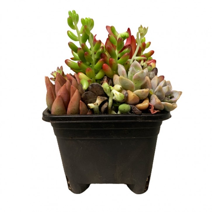 Crassula Capitella (Assorted)
