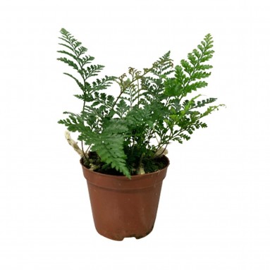 Davallia fejeensis Fern (Rabbit's Foot)