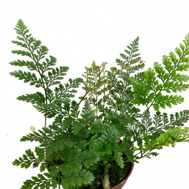 Davallia fejeensis Fern (Rabbit's Foot)