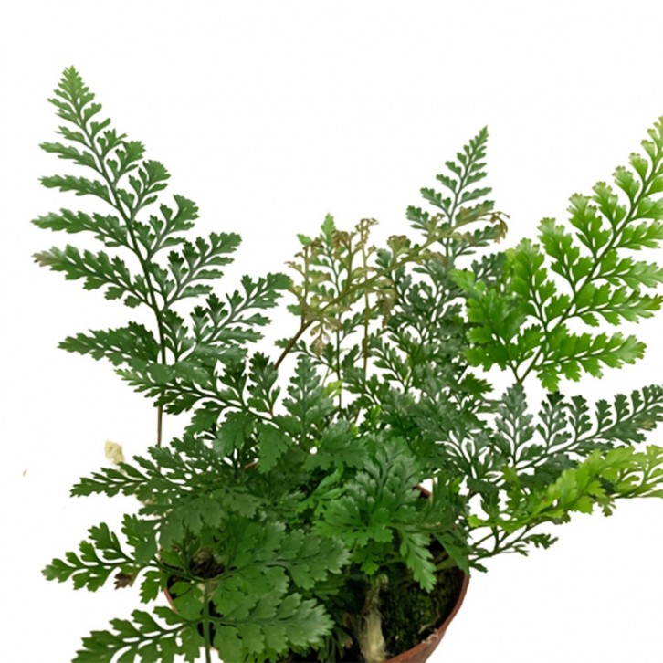 Davallia fejeensis Fern (Rabbit's Foot)