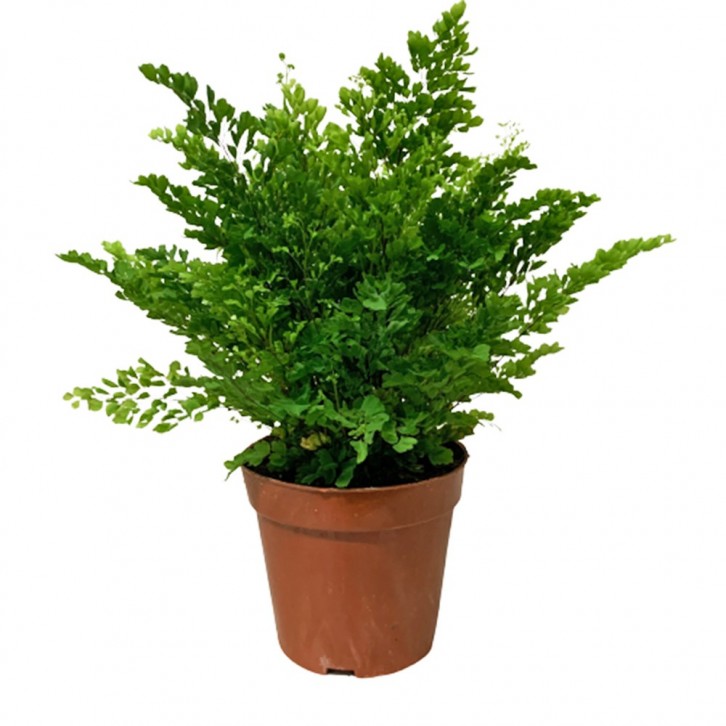 Adiantum - Maidenhair Fern