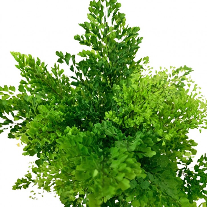 Adiantum - Maidenhair Fern
