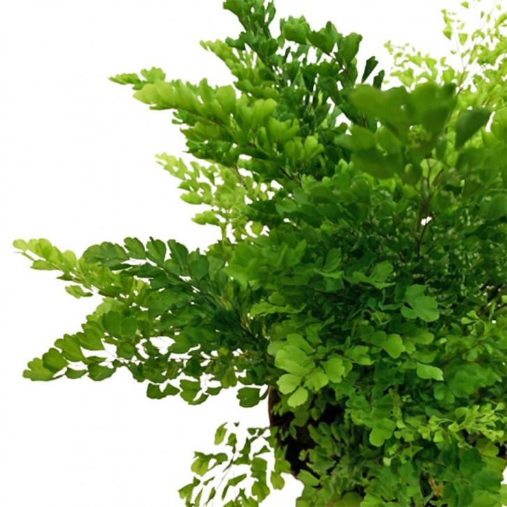 Adiantum - Maidenhair Fern