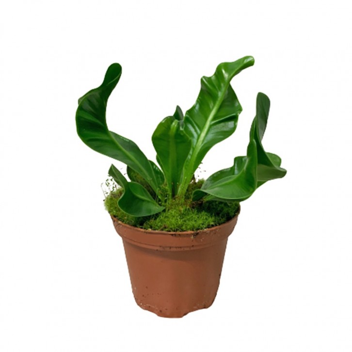 Asplenium Manila