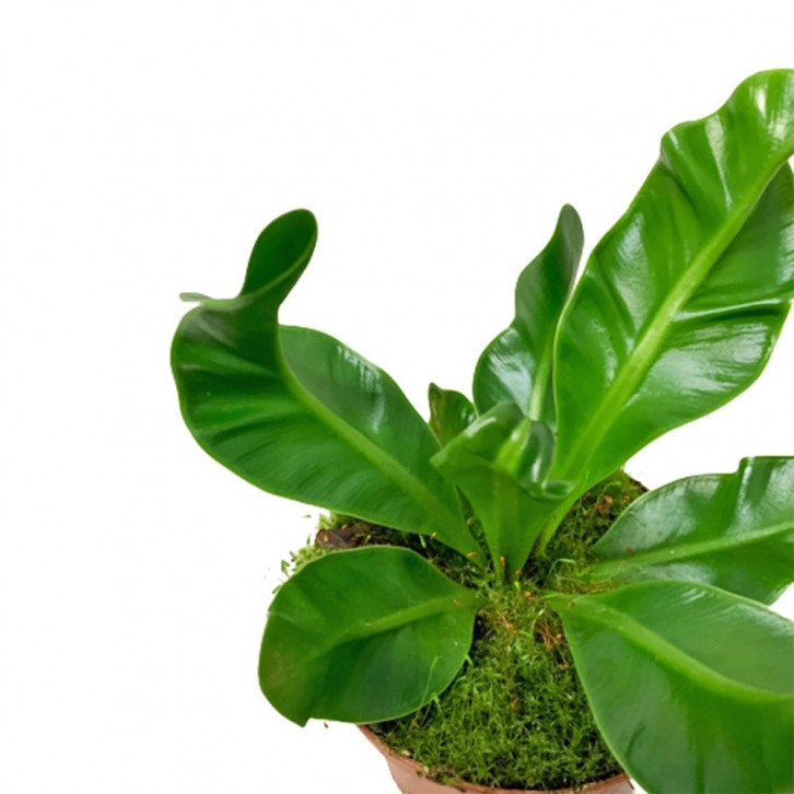 Asplenium Manila