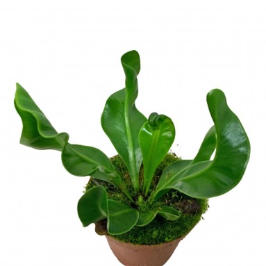 Asplenium Manila