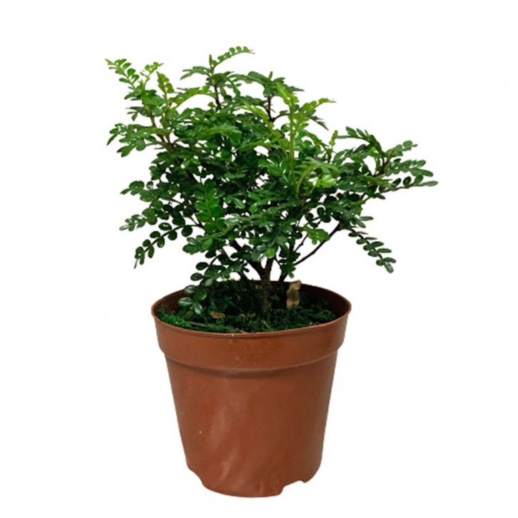 Pistacia Weinmannifolia