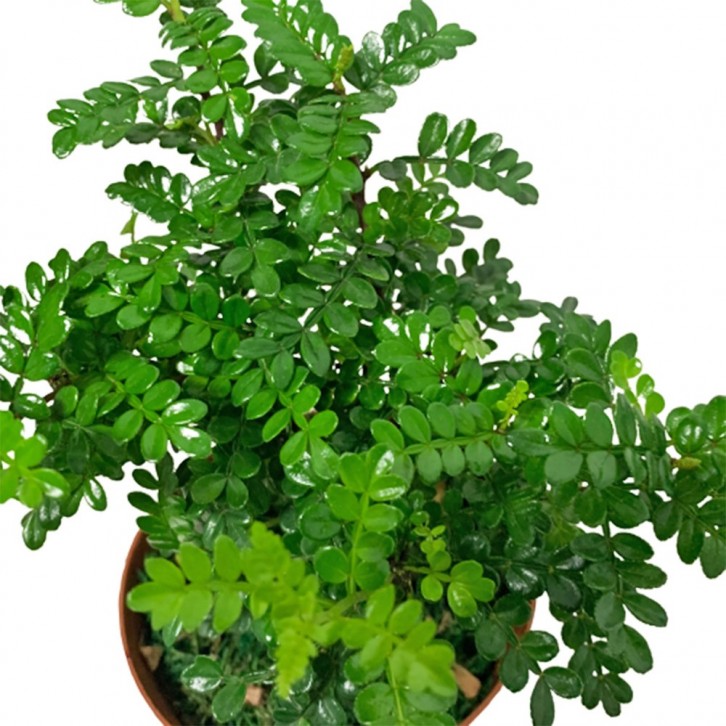 Pistacia Weinmannifolia