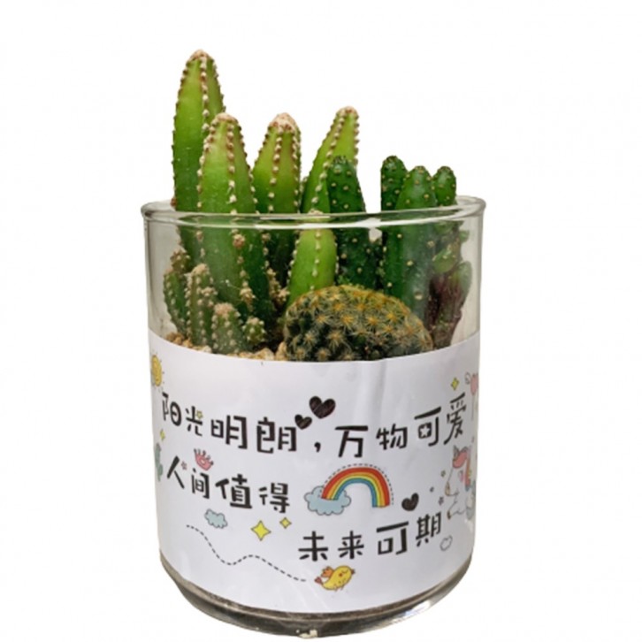 Assorted Cactus (Glass Cup)