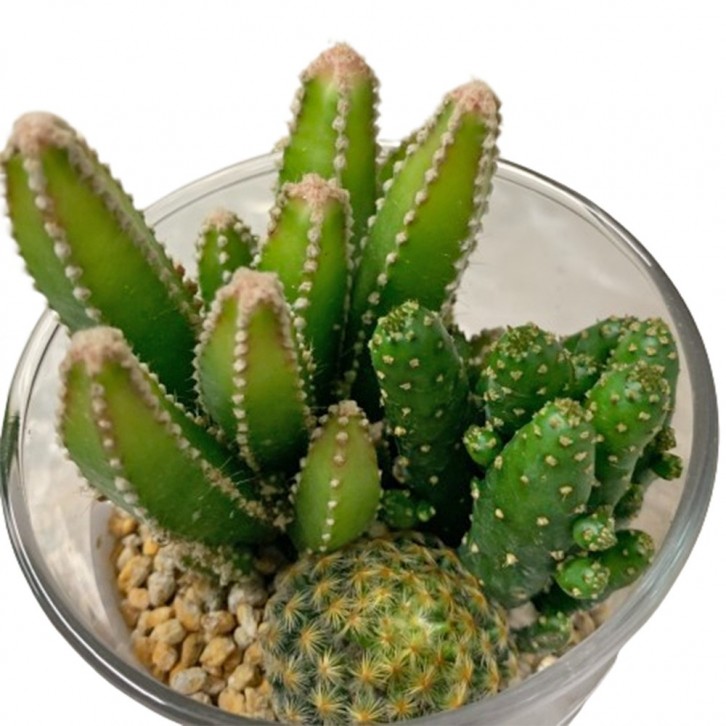 Assorted Cactus (Glass Cup)
